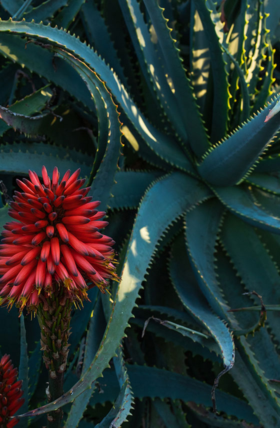 Aloe Ferox