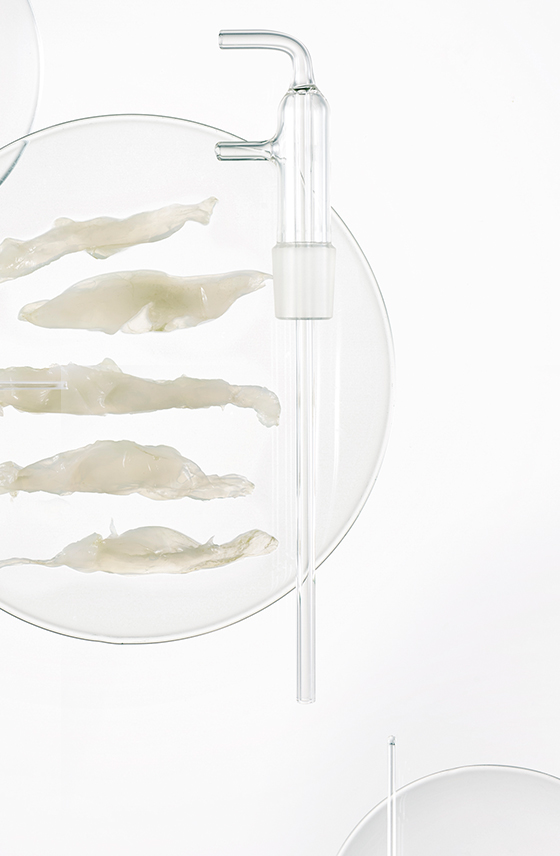 Чайний гриб Kombucha